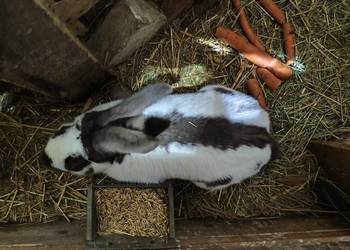 Srokacz Niemiecki samiec