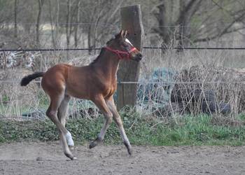 JATAGAN, źrebak małopolski