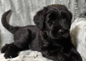 Sznaucer Olbrzym piękna suczka FCI