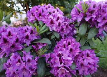 Różanecznik Rasputin/Rhododendron Rasputin C5