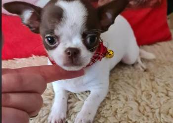 Śliczny piesek Chihuahua biało czekoladowy