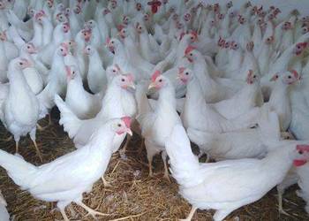 Kury nioski Leghorn z jajkiem