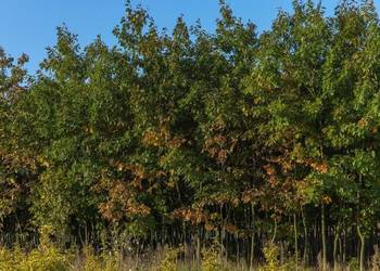 Dąb czerwony (Quercus rubra) obwód 8-10 cm, z gruntu