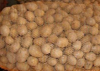 Ziemniaki Bellarosa sadzeniaki 1metr, gmina Policzna, powiat Zwoleń