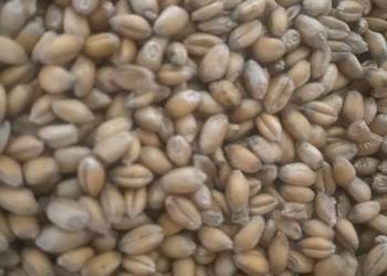 Sprzedam pszenicę Sprzedam pszenicę