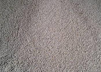 Łubin biały słodki ZEUS