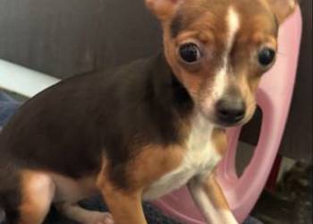 Cudowna xxs Pinczerka:)))