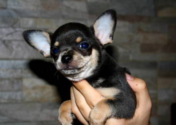Chihuahua błękitny piesek