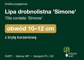 Lipa drobnolistna 'Simone' obwód 10-12 cm, z bryłą – HURT