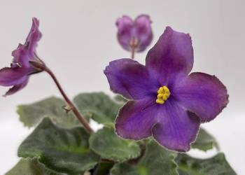 Fiołek afrykański kwitnąca sadzonka