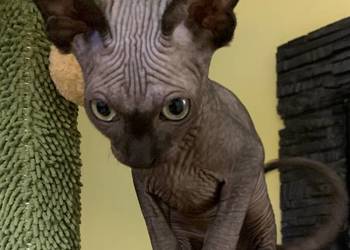 Sfinks Kanadyjski. Do odbioru kocurek. Rodowód