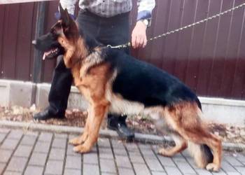 Owczarek Niemiecki