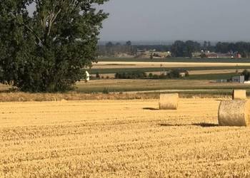 Sprzedam słomę jęczmienna, 25 ha ,jarą zbior wlasny