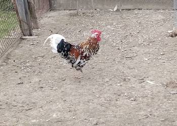 Koguty włoszki, legbar 25r.