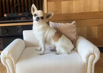 Legowisko kanapa dla małego psa kota