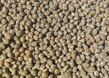 Łubin wąskolistny gorzki CZYSZCZONY