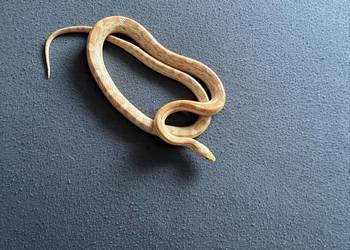 Witam mam do zaoferowania węża zbożowego