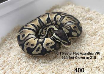 Pyton królewski samica nr 218