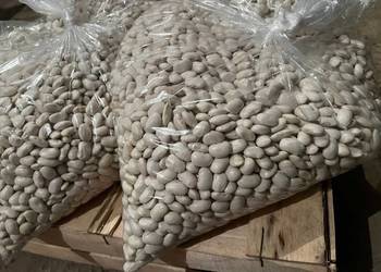 Fasola Jaś Karłowy 25 kg