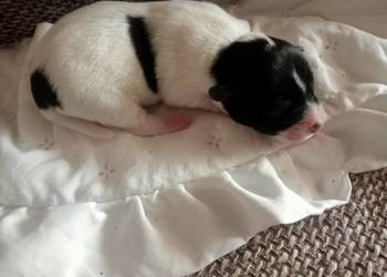 Jack Russell Terrier FCI ZKwP Wroclaw