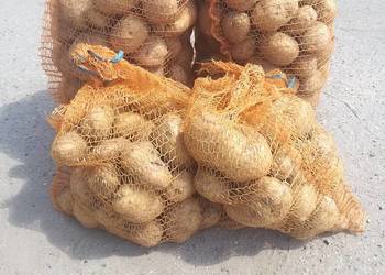 Ziemniaki jadalne , paszowe