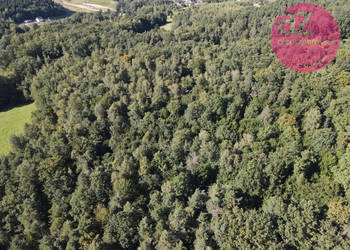 Las 1,69ha w Gorlicach, obręb Stróżówka