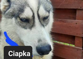 Dostępne suczki rasy Syberian husky