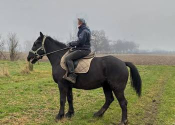 Sprzedam klacz źrebrną