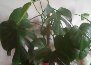 Kwiaty doniczkowe Monstera Deliciosa 03