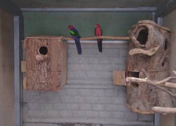 Szkarłatka żółtoskrzydła samiec Konury słoneczne 23r