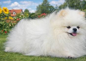 SZPIC MINIATUROWY POMERANIAN ŚLICZNY MALUTKI REPRODUKTOR