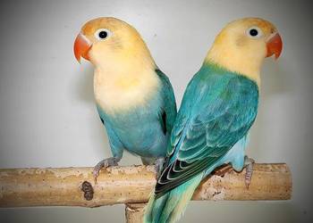 Papugi Nierozłączki