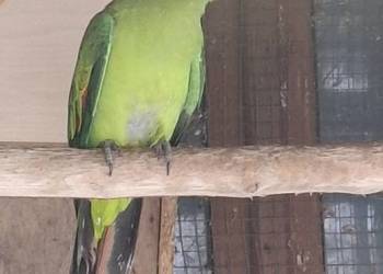 Krasnopiórka ( papuga czerwonoskrzydla) Dorosła samica