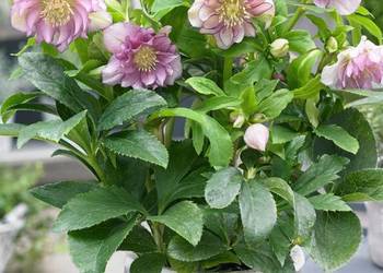 CIEMIERNIK WSCHODNI DOUBLE ELLEN PINK SPOTTED - sadzonki w doniczkach