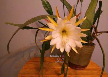 Epiphyllum, epifilum, kaktus,  Cooperi
