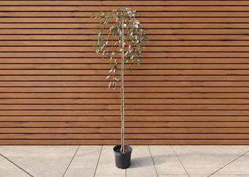 Jabłoń jagodowa 'Pendula', szczep. 180-200 cm