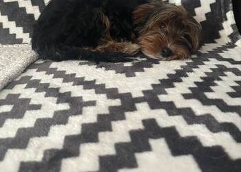 Piesek york  terier miniaturka