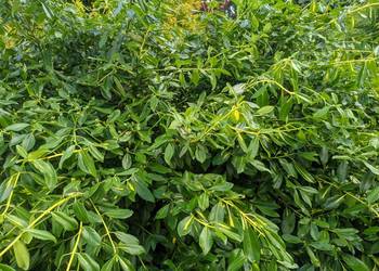 Trzmielina Sunspot sztobry