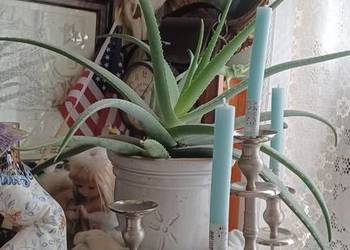 ALOES ROCZNY ŻYWY ZDROWY 6 KG ZIEMI KAKTUSOWEJ DONICA CERAMIKA Z DZIURKA