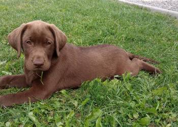 Lablador Retriever