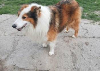 Owczarek szkocki collie