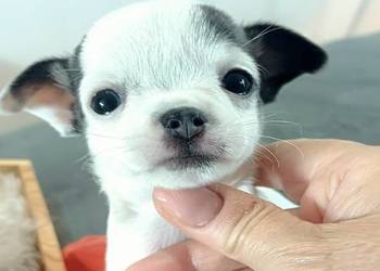 Biała  Zjawiskowa Dziewczynka Chihuahua