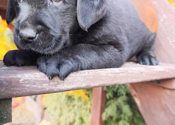 Pieski i suczki Labradora Retriever czarnego