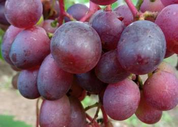 Sadzonki Winogron Atrakcyjne Odmiany w dobrej cenie od 14zł