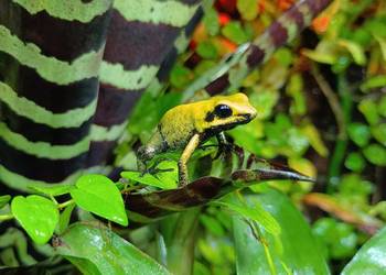 Phyllobates bicolor Liściołaz dwubarwny