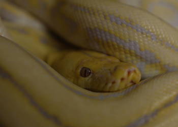 Pyton siatkowy Harlequin Purple Albino – spokojna samica, 170 cm