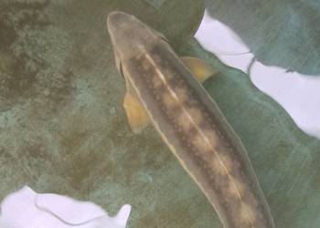 Jesiotr RED RUBIO XXL - ok 120cm bardzo widoczny - na miejscu