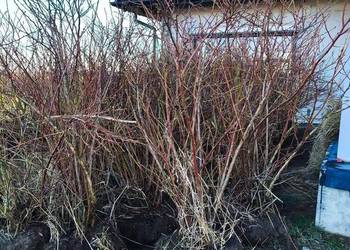 Duże sadzonki Borówki amerykańskiej Bluecroop Sierra Duke