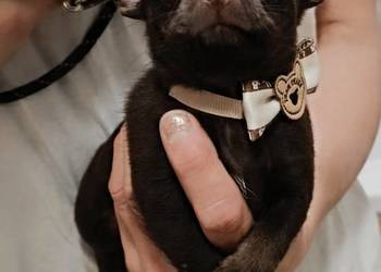 Chihuahau czekoladowy