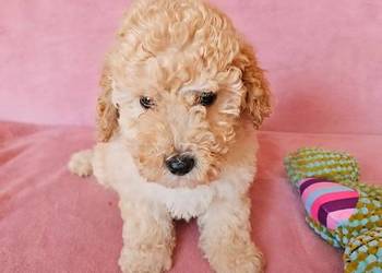 MALTIPOO samczyk
